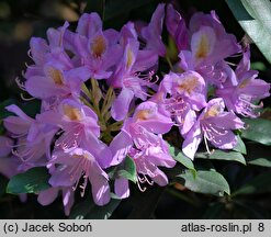 Rhododendron ponticum (różanecznik pontyjski)