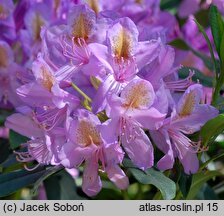 Rhododendron ponticum (różanecznik pontyjski)