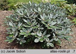 Rhododendron pachysanthum (różanecznik rdzawolistny)