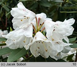 Rhododendron pachysanthum (różanecznik rdzawolistny)