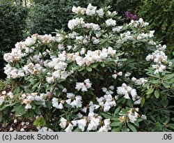 Rhododendron pachysanthum (różanecznik rdzawolistny)