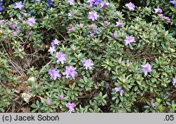 Rhododendron hippophaeoides ‘Blue Silver’ (różanecznik rokitnikowy 'Blue Silver')