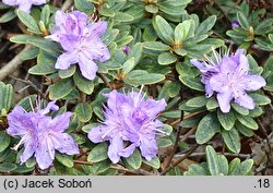 Rhododendron hippophaeoides ‘Blue Silver’ (różanecznik rokitnikowy 'Blue Silver')