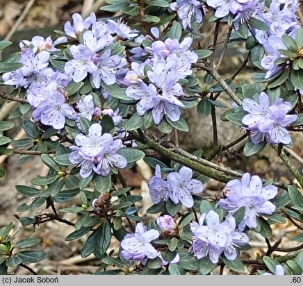 Rhododendron hippophaeoides (różanecznik rokitnikowy)