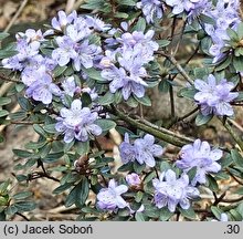 Rhododendron hippophaeoides (różanecznik rokitnikowy)