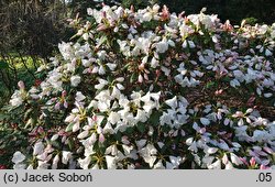 Rhododendron hyperythrum (różanecznik rurkowaty)