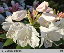 Rhododendron hyperythrum (różanecznik rurkowaty)