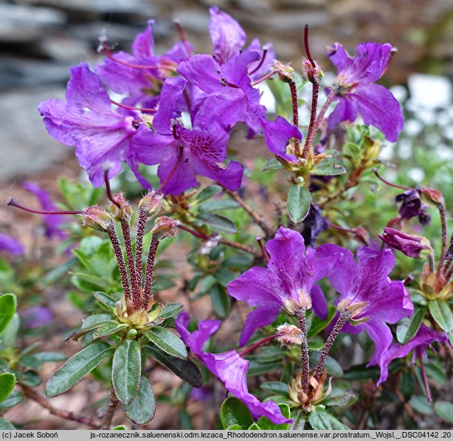 Rhododendron saluenense var. prostratum (różanecznik salueneński)