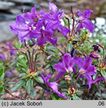 Rhododendron saluenense var. prostratum (różanecznik salueneński)