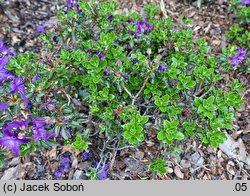 Rhododendron saluenense var. prostratum (różanecznik salueneński)