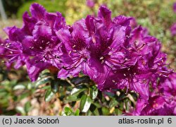 Rhododendron saluenense var. prostratum (różanecznik salueneński)