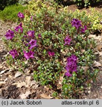 Rhododendron saluenense var. prostratum (różanecznik salueneński)