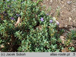Rhododendron complexum (różanecznik splątany)