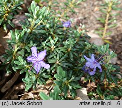 Rhododendron complexum (różanecznik splątany)