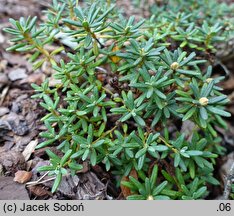 Rhododendron complexum (różanecznik splątany)