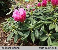 Rhododendron argyrophyllum ssp. nankingense (różanecznik srebrnolistny nankiński)