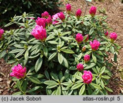 Rhododendron argyrophyllum ssp. nankingense (różanecznik srebrnolistny nankiński)