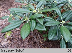 Rhododendron argyrophyllum ssp. nankingense (różanecznik srebrnolistny nankiński)