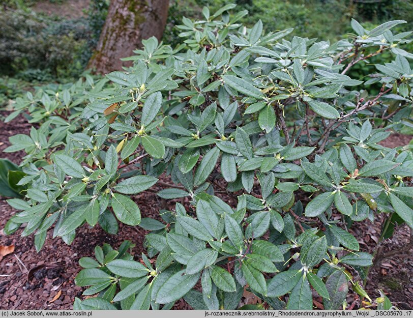 Rhododendron argyrophyllum (różanecznik srebrnolistny)