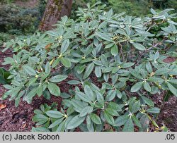 Rhododendron argyrophyllum (różanecznik srebrnolistny)