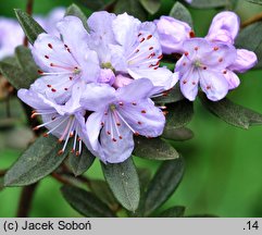 Rhododendron fastigiatum (różanecznik wyprostowany)