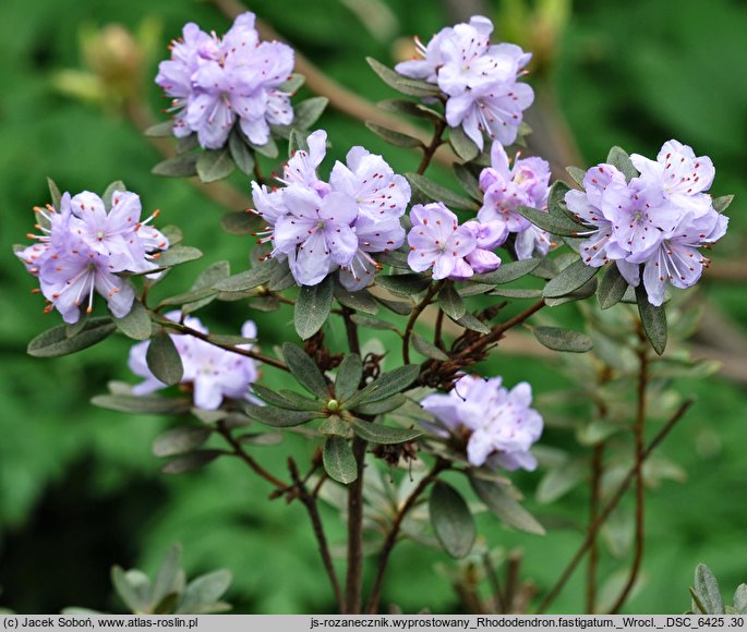 Rhododendron fastigiatum (różanecznik wyprostowany)