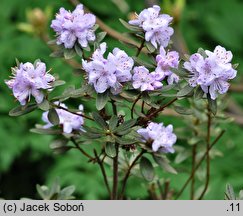 Rhododendron fastigiatum (różanecznik wyprostowany)