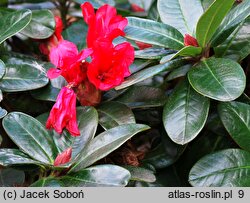 Rhododendron Abendrot