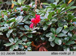 Rhododendron hort. Abendrot