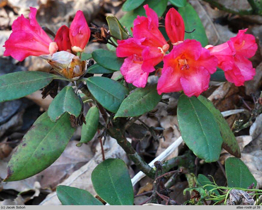 Rhododendron hort. Abendsonne
