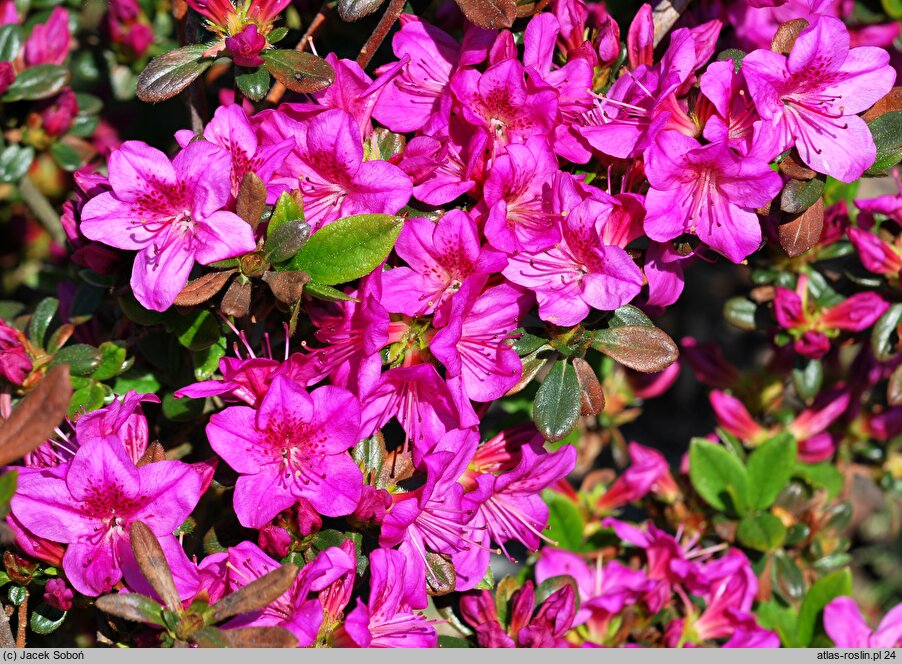 Rhododendron Amarant 2