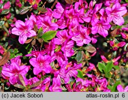 Rhododendron Amarant 2