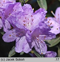 Rhododendron Amethyst