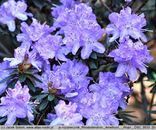 Rhododendron Amethyst