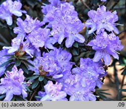 Rhododendron Amethyst