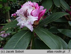 Rhododendron hort. Andrea