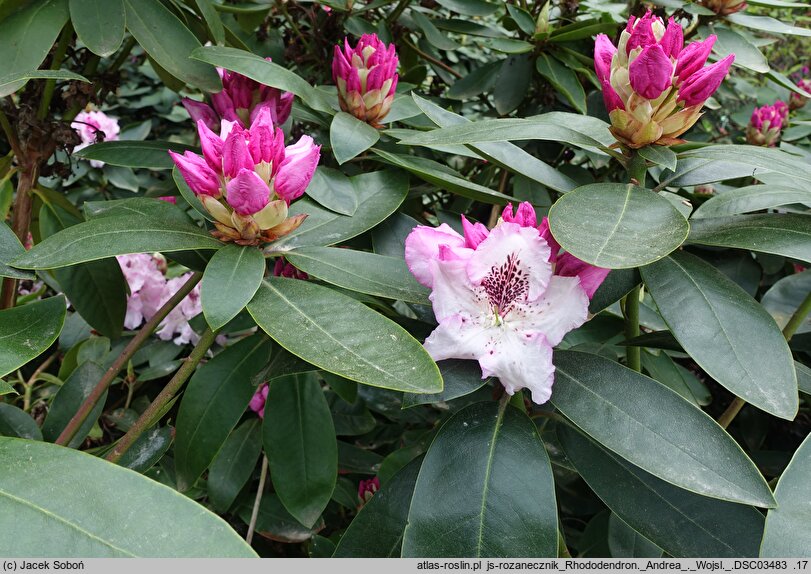 Rhododendron hort. Andrea