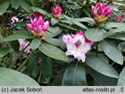 Rhododendron hort. Andrea