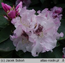 Rhododendron hort. Andrea