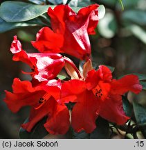 Rhododendron hort. Antje