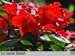 Rhododendron Antje