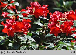 Rhododendron hort. Antje