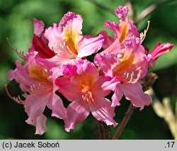 Rhododendron Antoni