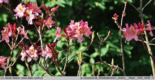 Rhododendron Antoni