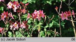 Rhododendron Antoni