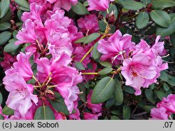 Rhododendron April Glow