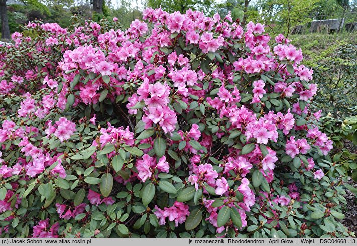 Rhododendron April Glow