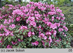 Rhododendron April Glow