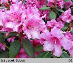 Rhododendron April Glow