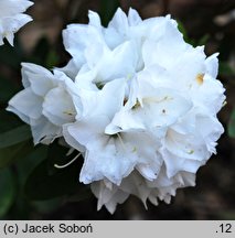 Rhododendron April Snow